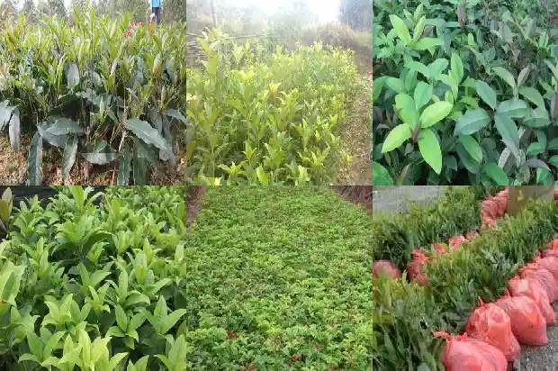 100年的桂花树值多少钱一棵呀1690072808368