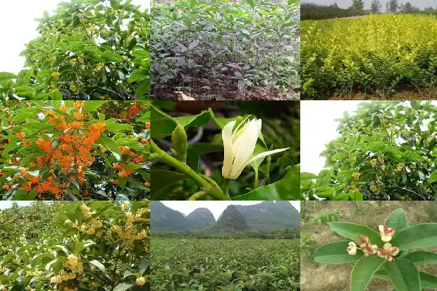 4季桂花和8月桂花哪种好看点1686960831888