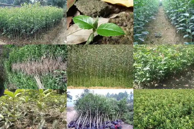 4季桂花和8月桂花哪种好养活一些1686960856550