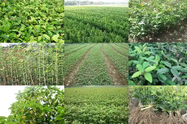 4季桂花和8月桂花哪种好养活一些1686960856597