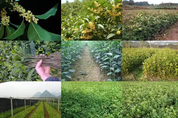 4季桂花和8月桂花哪种好养活一些1686960856645