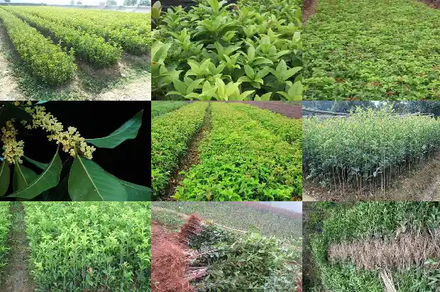 四季桂花和桂花区别在哪1686960883192