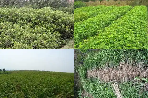 四季桂花有几种1686960915767