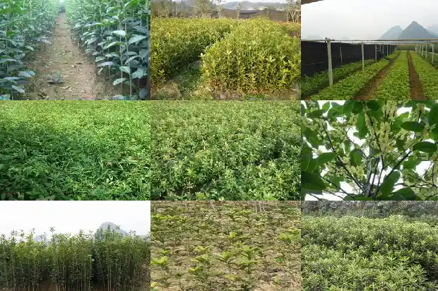 4季桂花和8月桂花哪种好些呢1686960937853