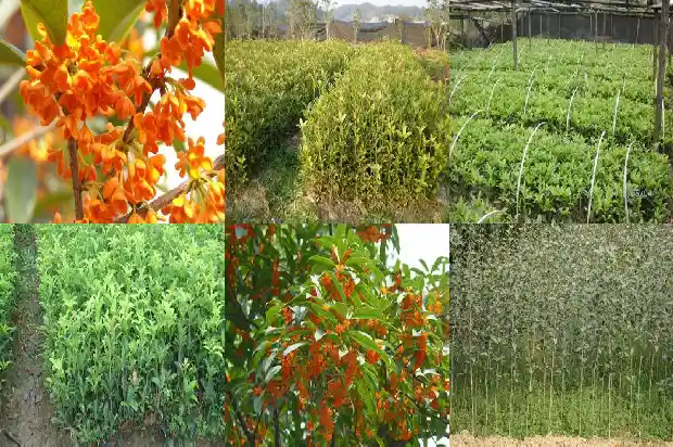 黑乌龙桂花茶喝了真的可以减肥吗1689467561168