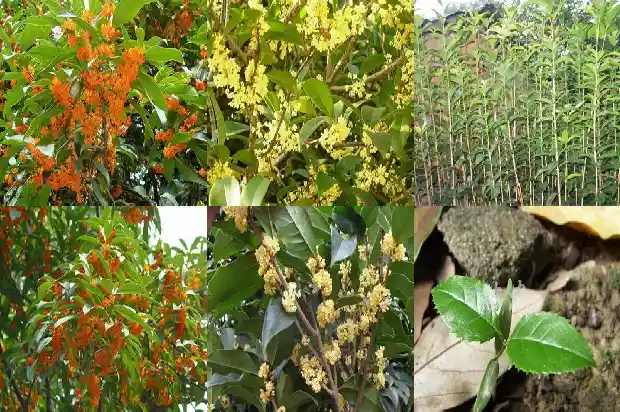 四季桂花和桂花一样吗1686960959365