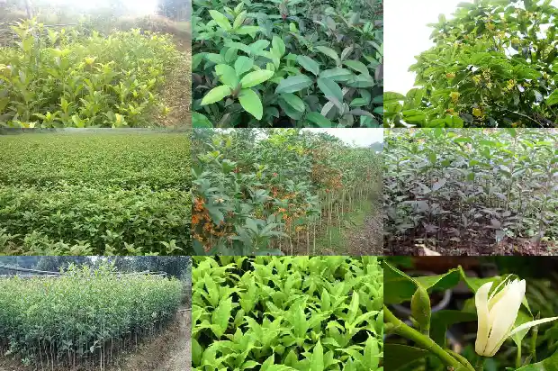 四季桂花和桂花一样吗1686960959460