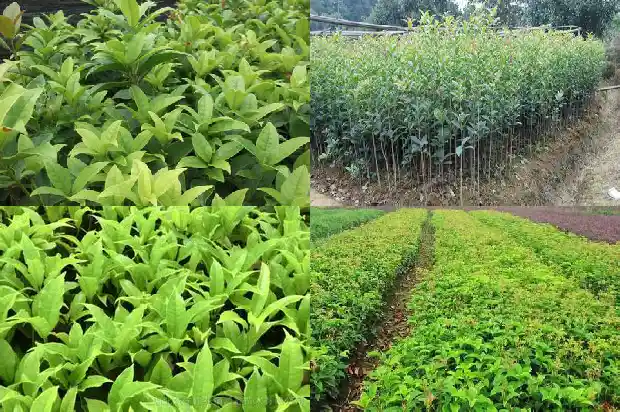 四季桂花和八月桂花有什么区别呢1686961011737