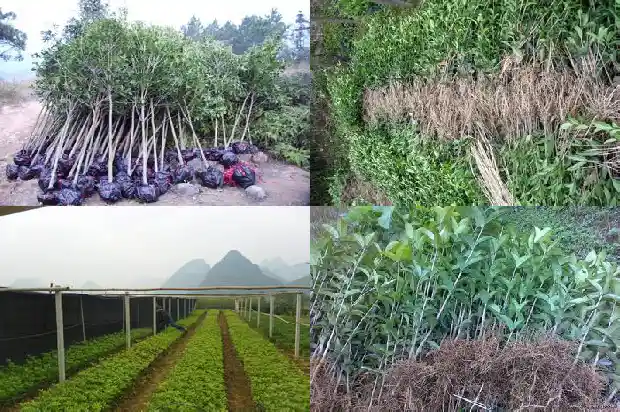 四季桂花和金桂花有啥区别呢1686961048172