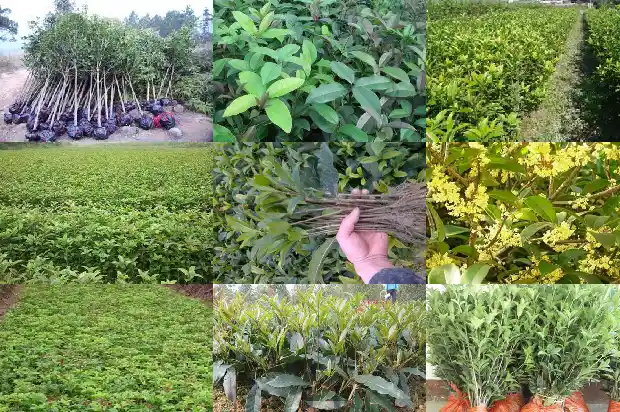 四季桂花和金桂花有啥区别呢1686961048219