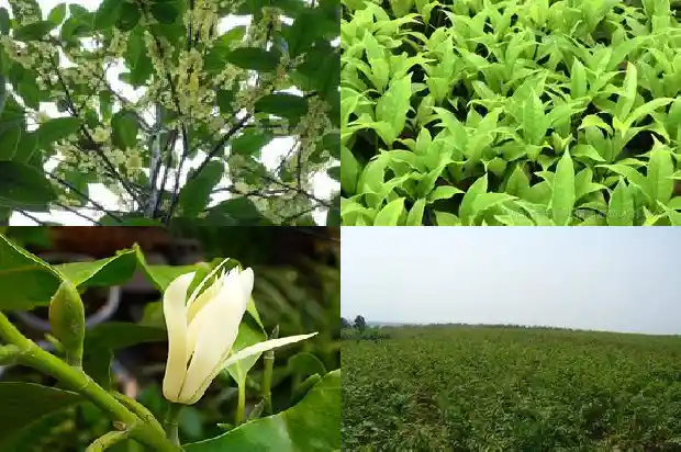 桂花树种子的药用价值是什么样的1688693786126
