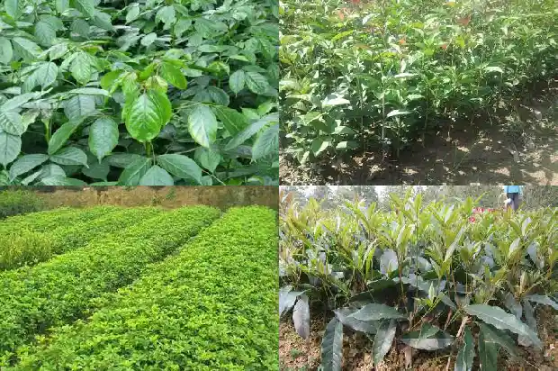 移栽的桂花树几年开花结果子1688862240503