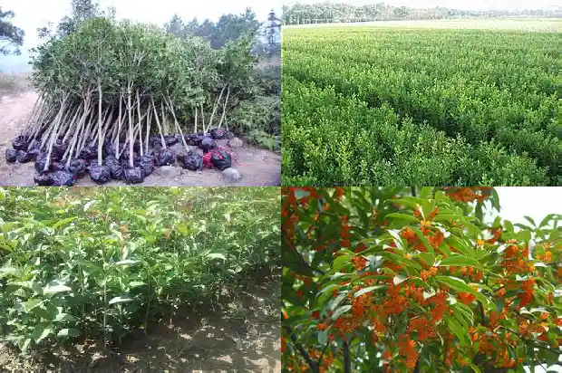 金桂花好还是四季桂花好1686961067519