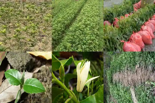 四季桂和桂花的区别在哪里呢1686961103693