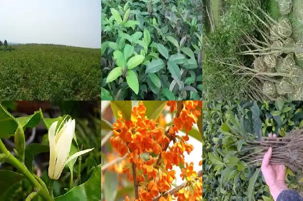 四季桂花还是八月桂花好养活1686961125507