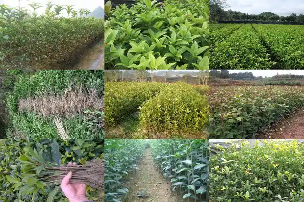 20公分的桂花树价格多少钱一株呢1690763676243