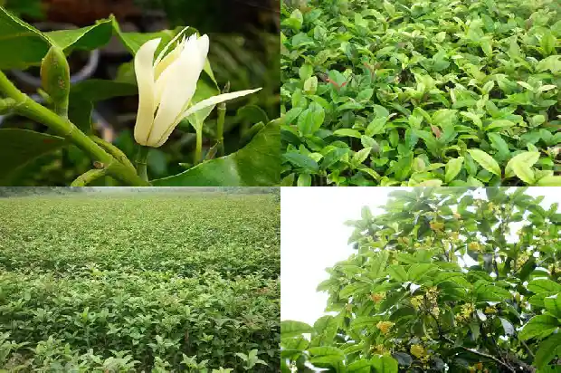 四季桂花好养不1686961149547