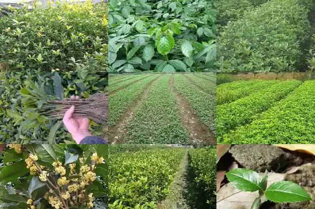 四季桂花还是八月桂花好看些1686961172955