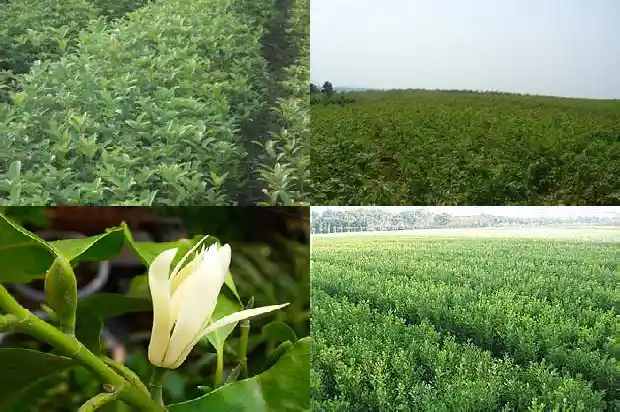 四季桂花还是八月桂花好看些1686961173000