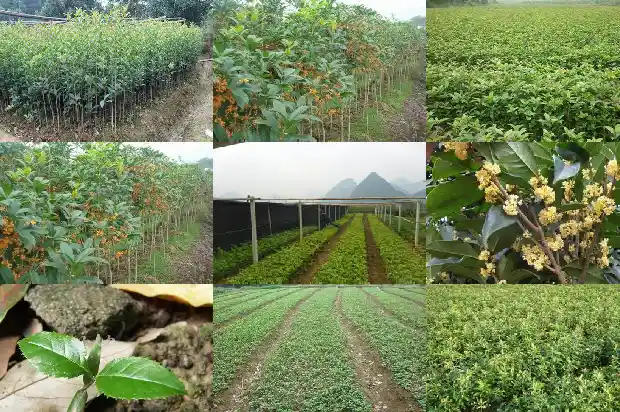 八月桂花和十月桂花哪个好看1686961194278