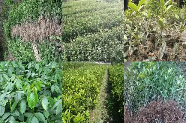 八月桂花和十月桂花哪个好看1686961194323
