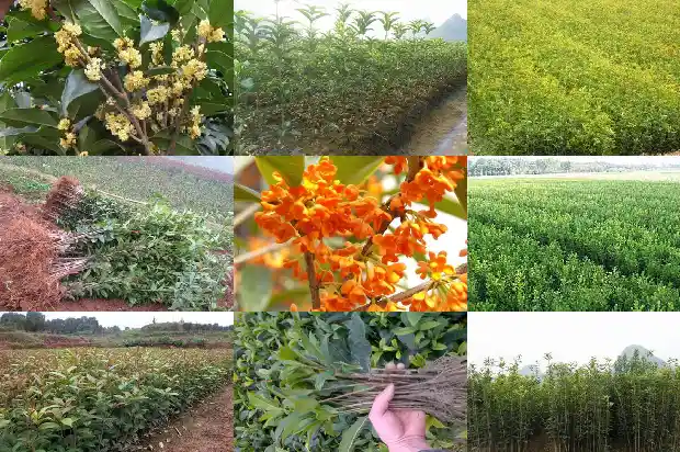 如何泡桂花酒窍门1689034597993