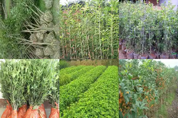 八月桂花十月什么花1686961213638