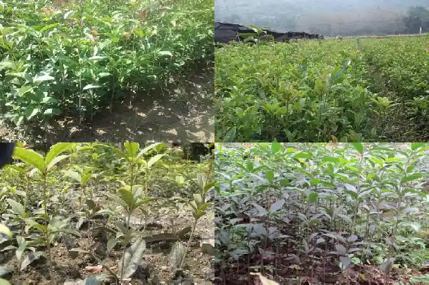 四季桂花与八月桂花哪个好看些1686961237542