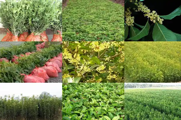 四季桂花与八月桂花哪个好看些1686961237588