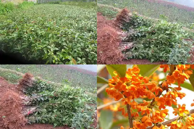 四季桂花与八月桂花哪个好看点1686961257482