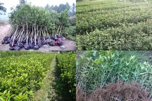 四季桂花与八月桂花哪个好看点1686961257530