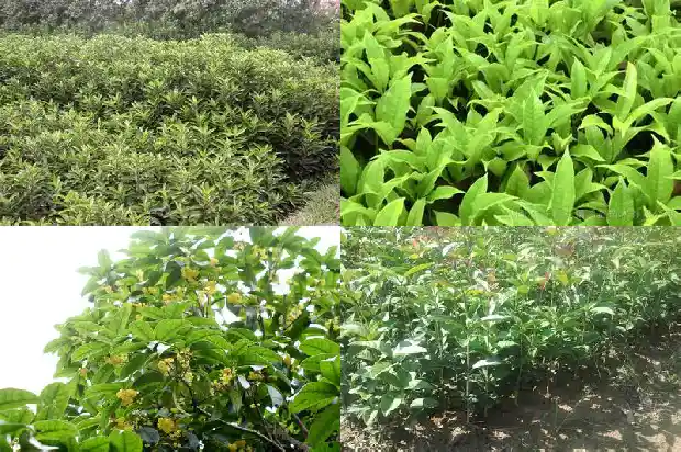 四季桂花与八月桂花哪个好养活一点1686961277211