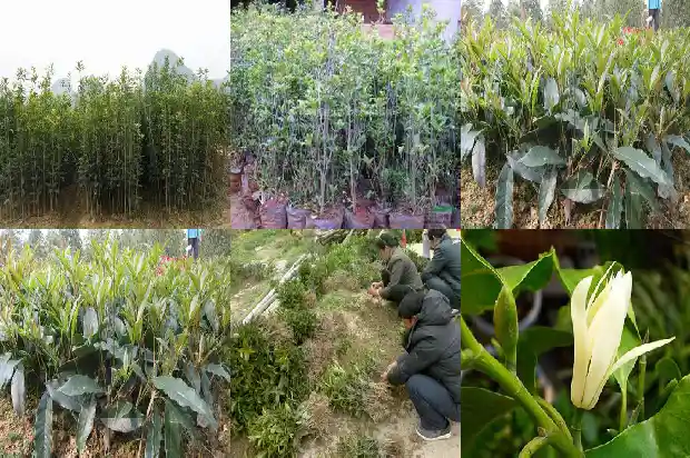 四季桂花与八月桂花哪个好养活一点1686961277257
