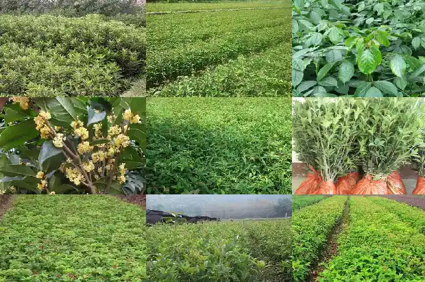 四季桂花和八月桂花区别是什么呢1686961295111