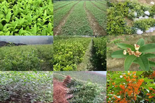 四季桂花和八月桂花区别是什么呢1686961295159