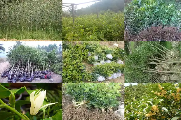 哪里的桂花树苗最好养活呢1686961329423