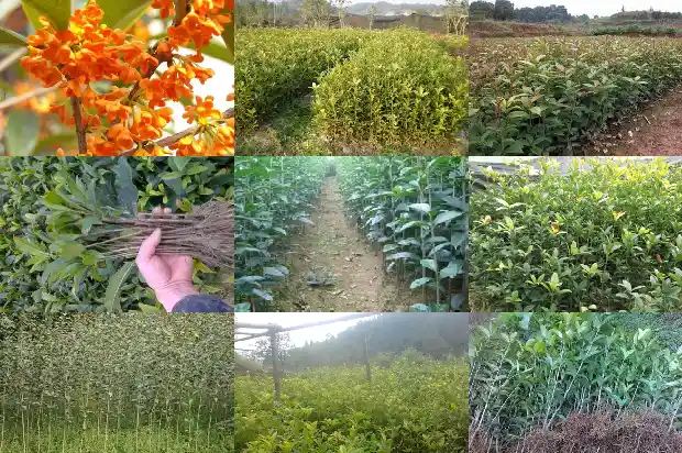 哪里的桂花树苗最好养活呢1686961329518