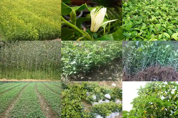 哪里的桂花树苗最好养护和管理1686961353206