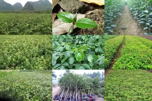 哪里的桂花树苗最好养护和管理1686961353254