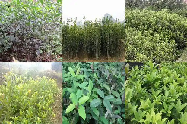 哪里的桂花树苗最好养护和管理1686961353299