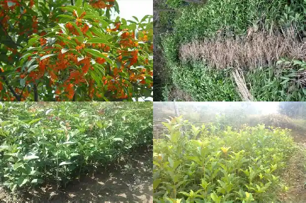哪里的桂花树苗最好养护和管理1686961353346