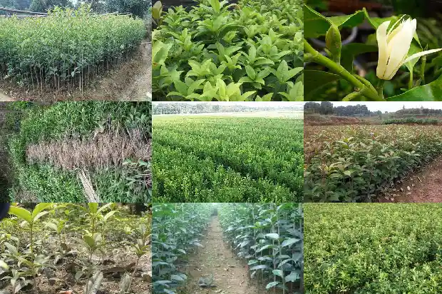 桂花加白糖可以泡茶喝吗1689035151060
