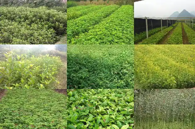 鲜桂花可以吃吗有没有毒1689122010701