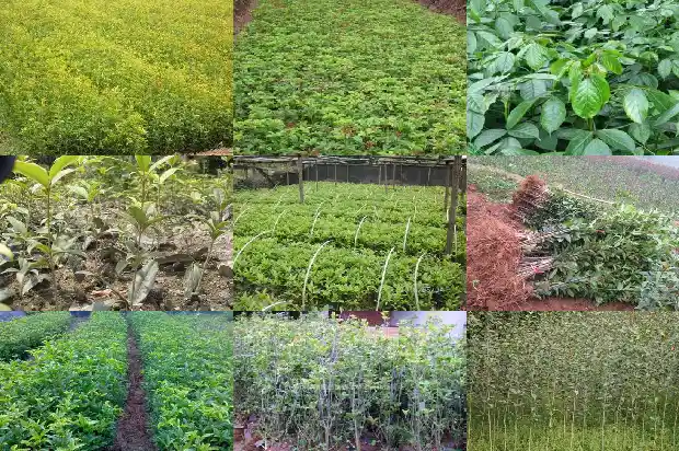 桂花树苗哪家好养1686961410965