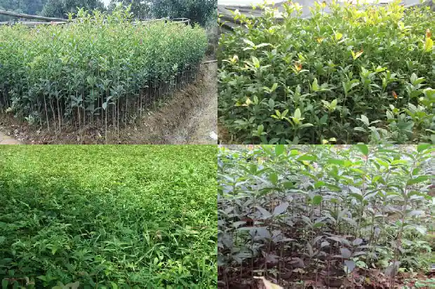 地栽桂花树苗买哪种好呢1686961441502