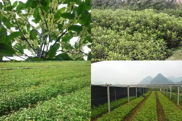 地栽桂花树苗买哪种好呢1686961441550
