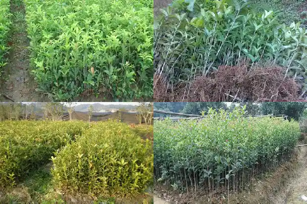 地栽桂花树苗买哪种好呢1686961441596