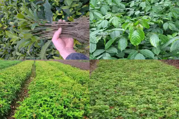 地栽桂花树苗买哪种好呢1686961441641