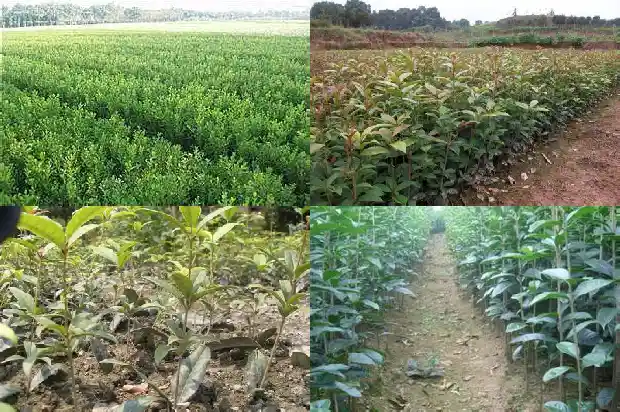 地栽桂花树苗买哪种好养1686961466325