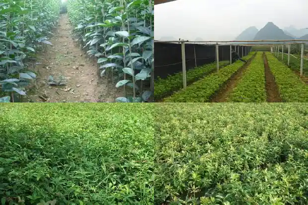 地栽桂花树苗买哪种好养1686961466371